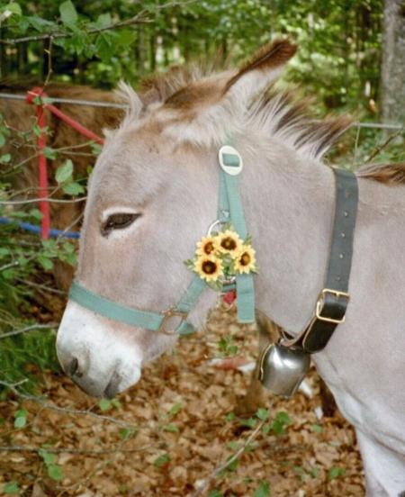 Le courage de l'�ne